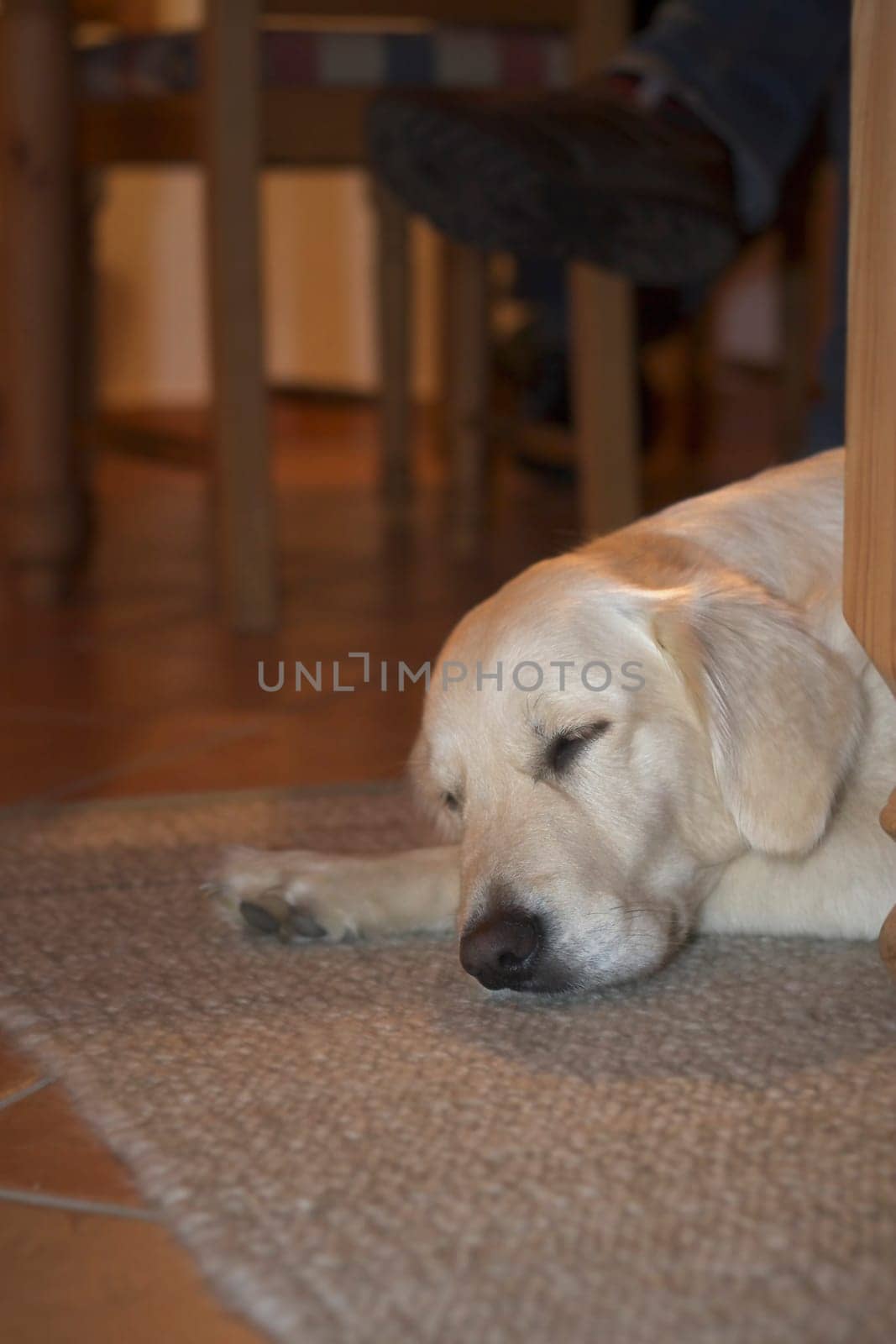 Dog sleeping in the living room