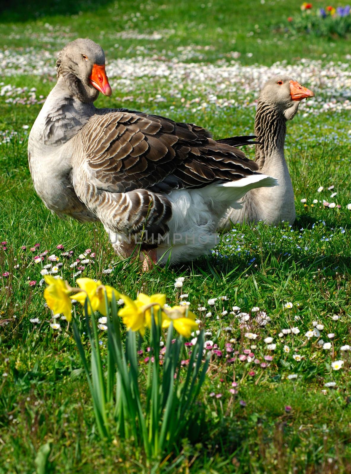 Toulouse goose