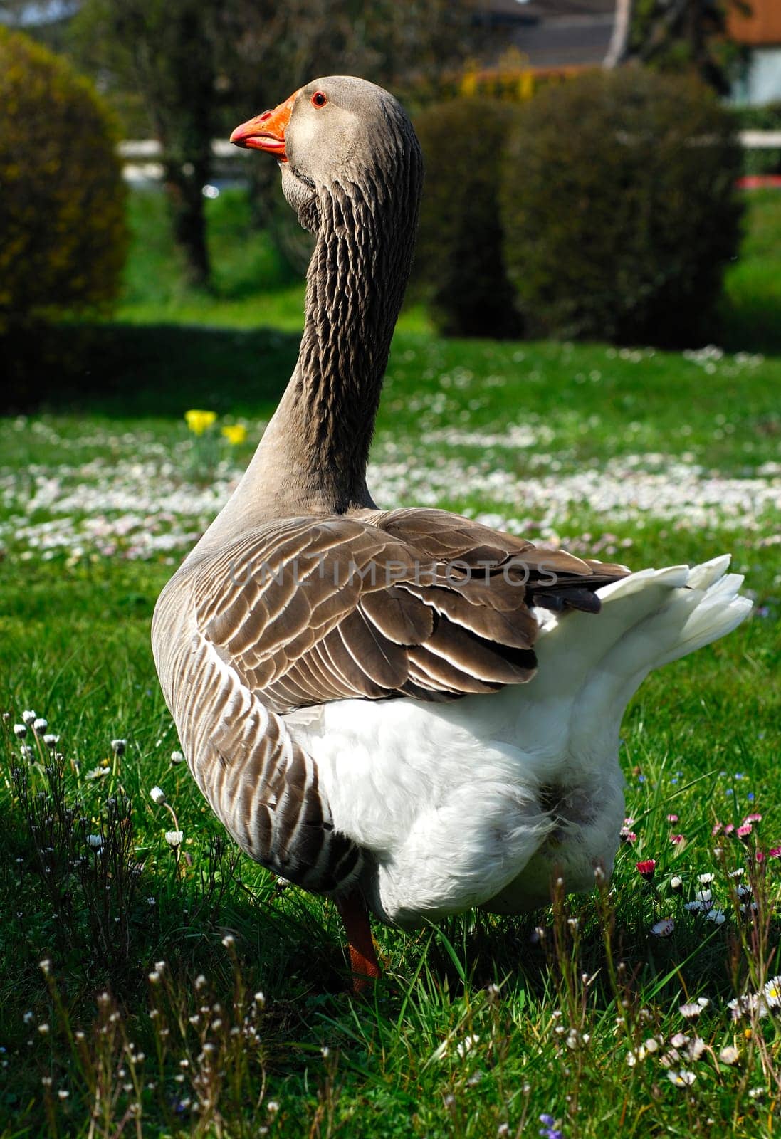Toulouse goose