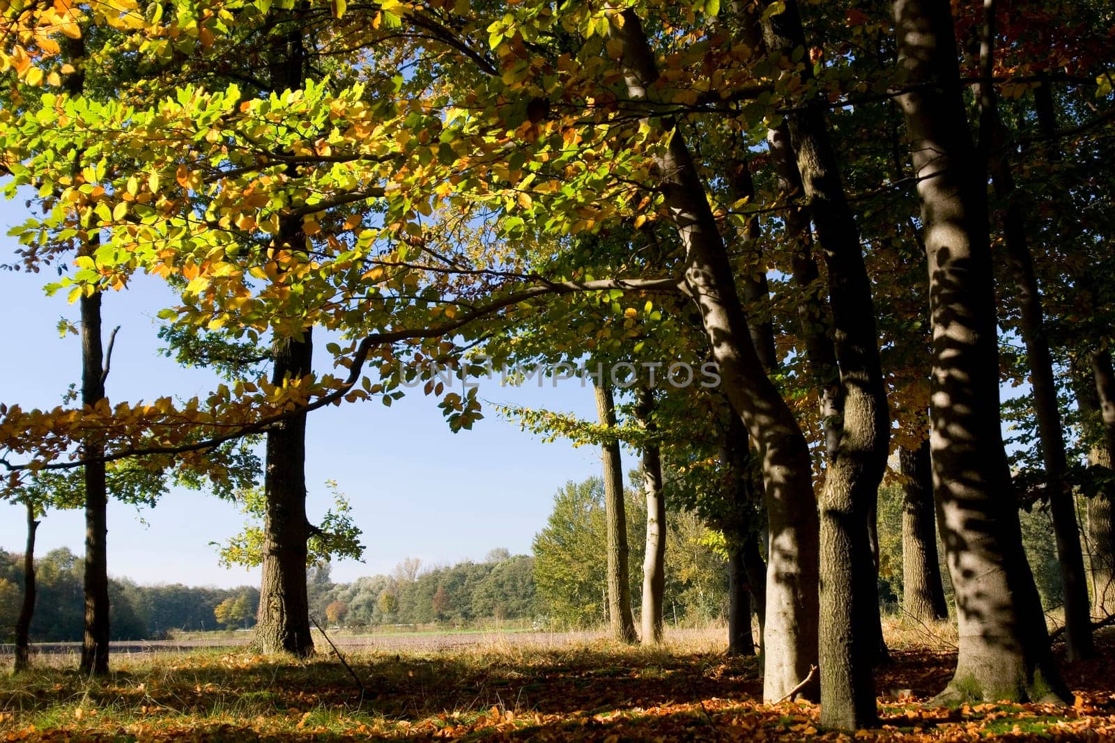 Autumn forest