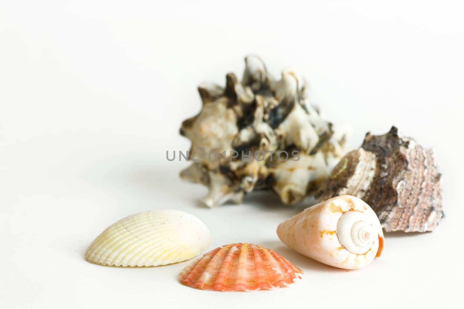Shellfish,isolated