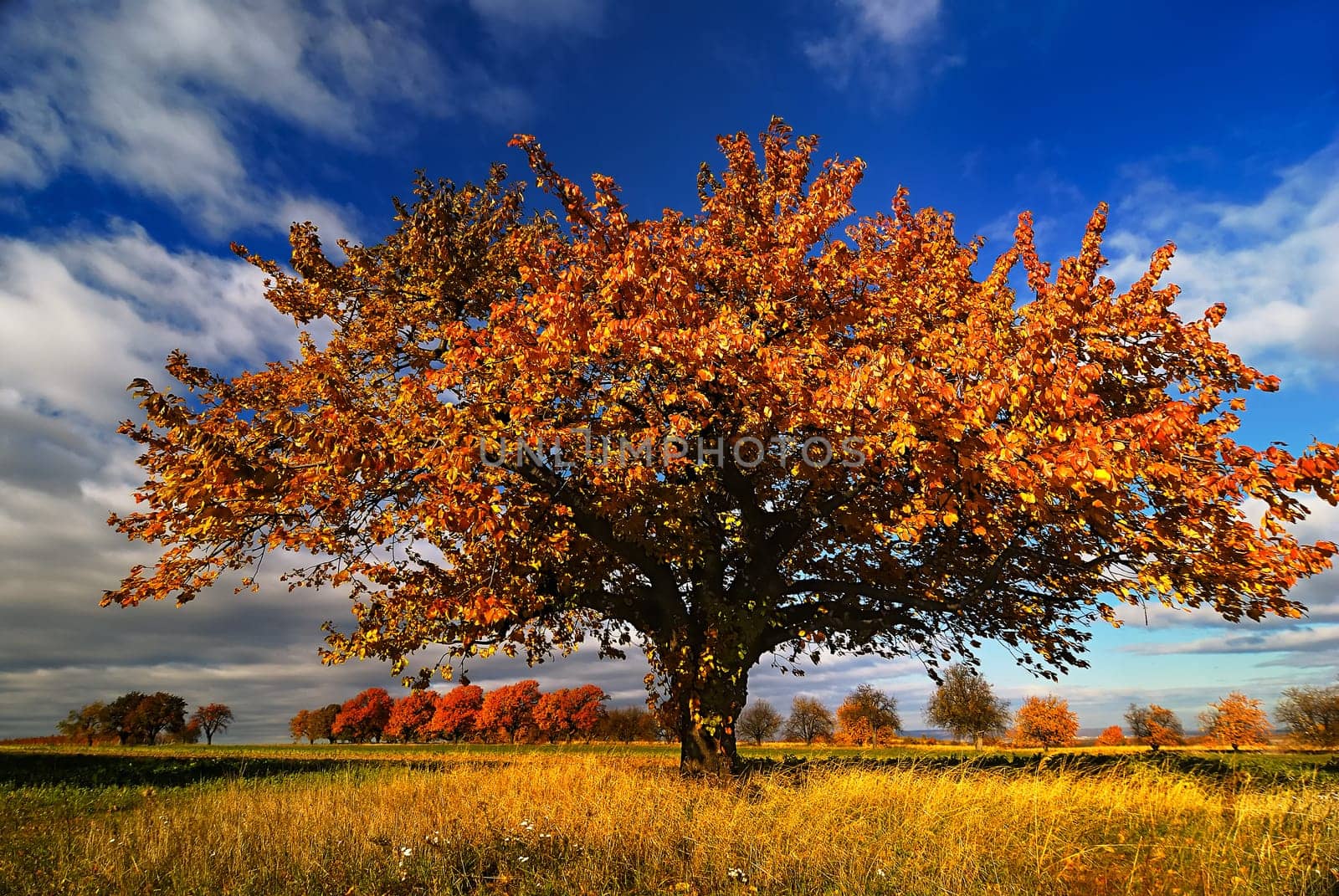 Autumn Tree