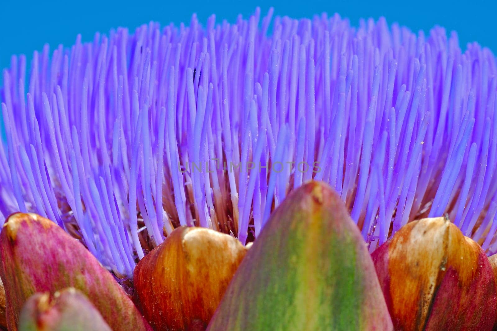 Blossom,Cardoon