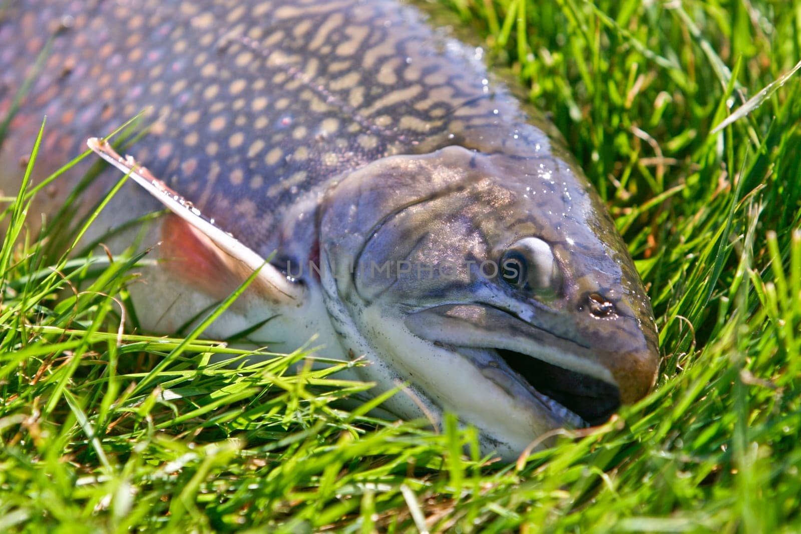 Brook trout