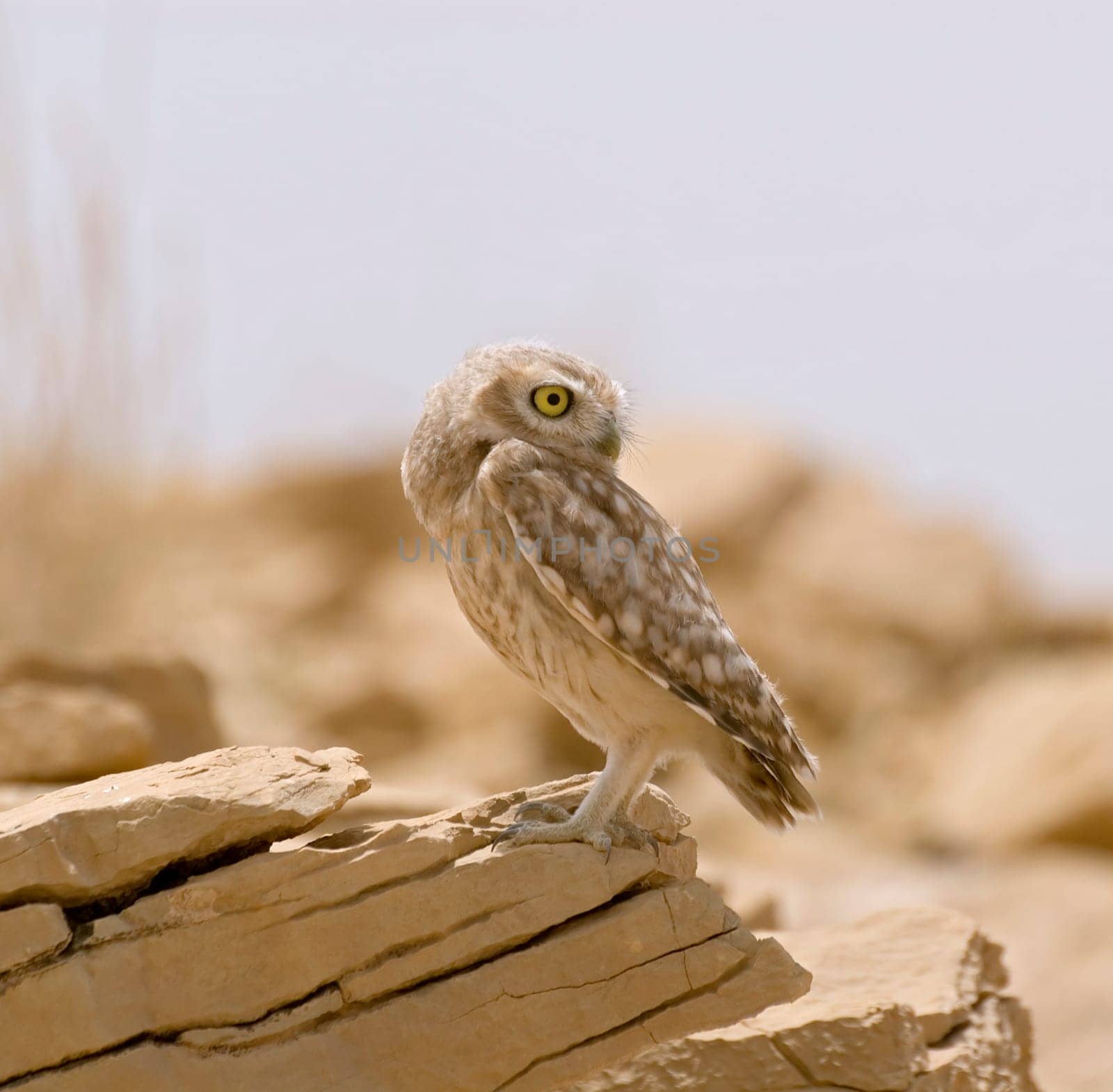 Barn Owl,Saudi Arabia