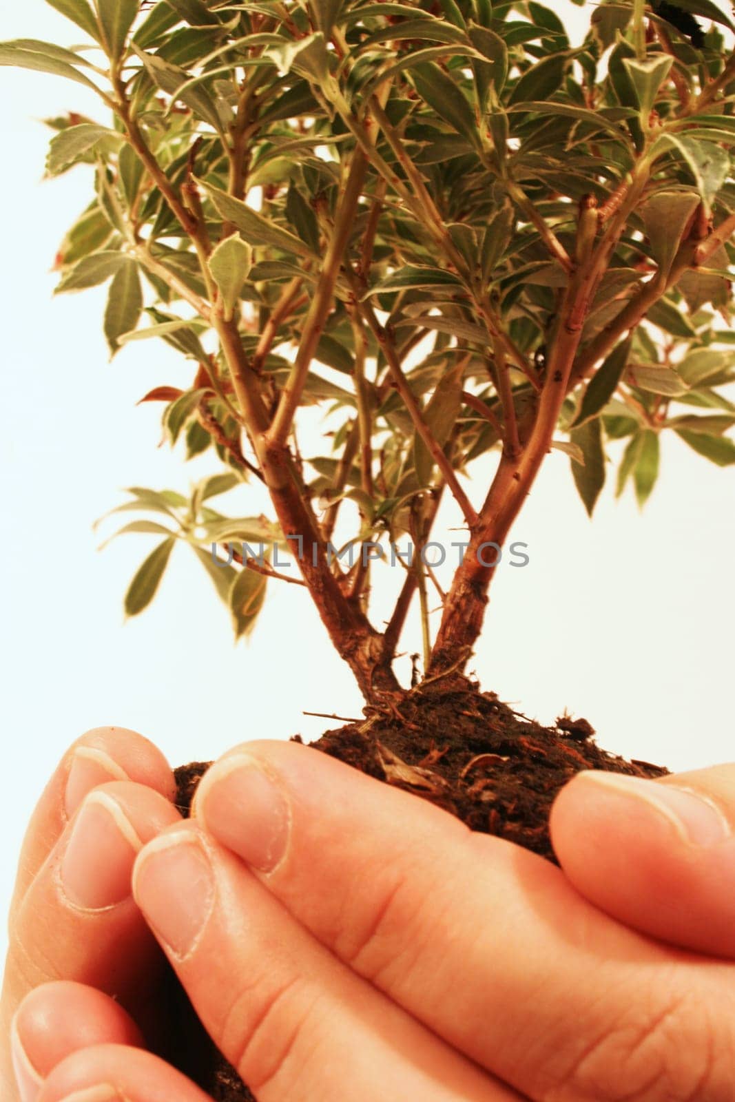 Tree in Hand