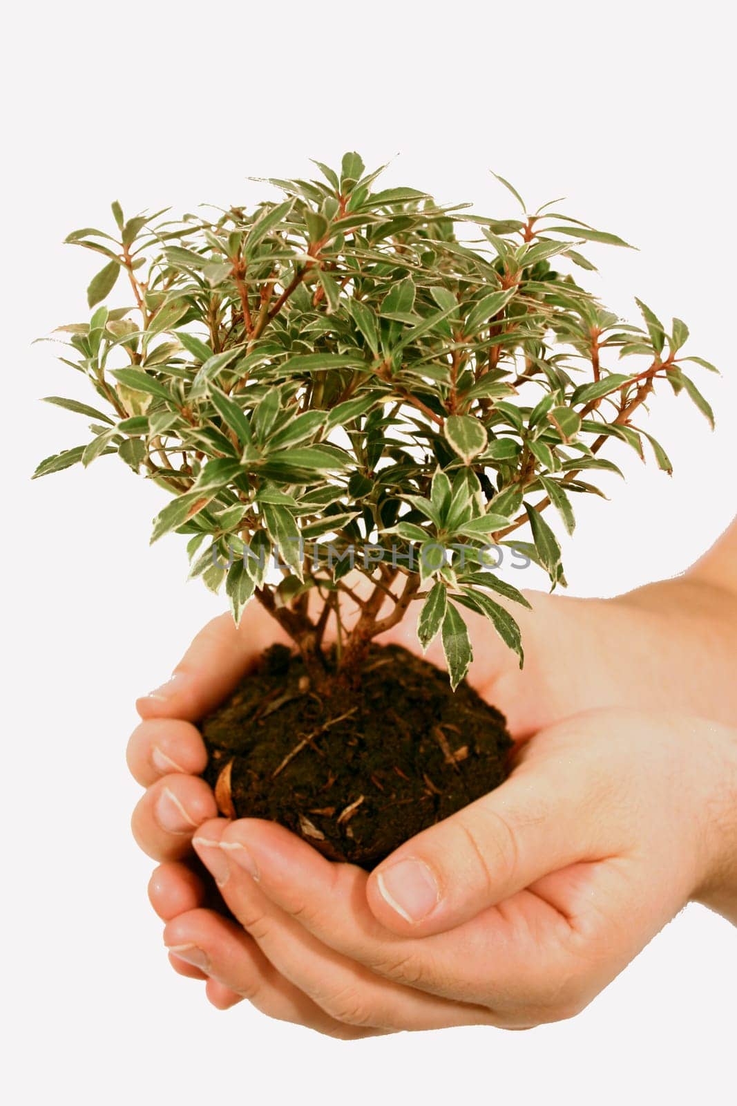 Tree of Life Heals