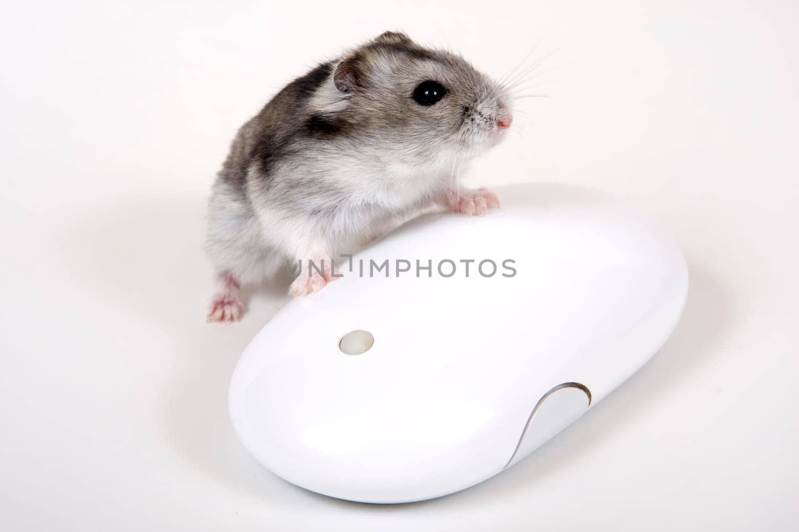 Computer Mouse