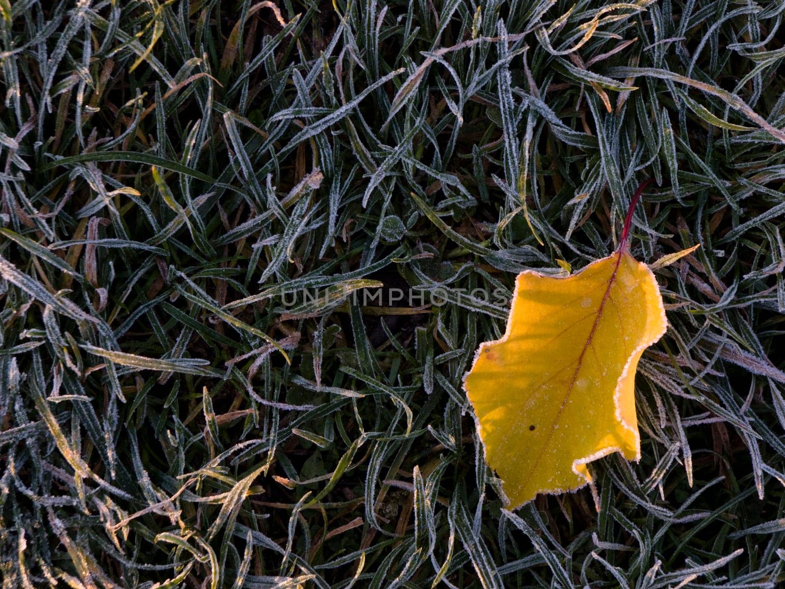 Yellow leaf of hornbeam