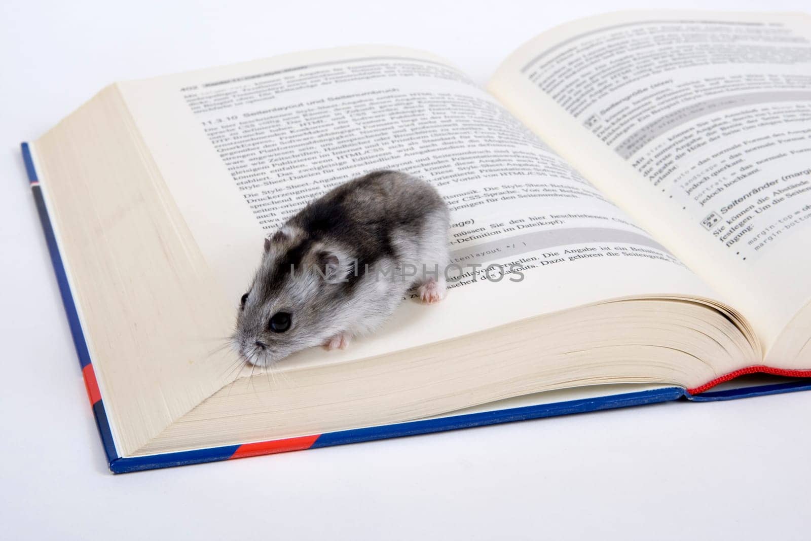 Bookworm