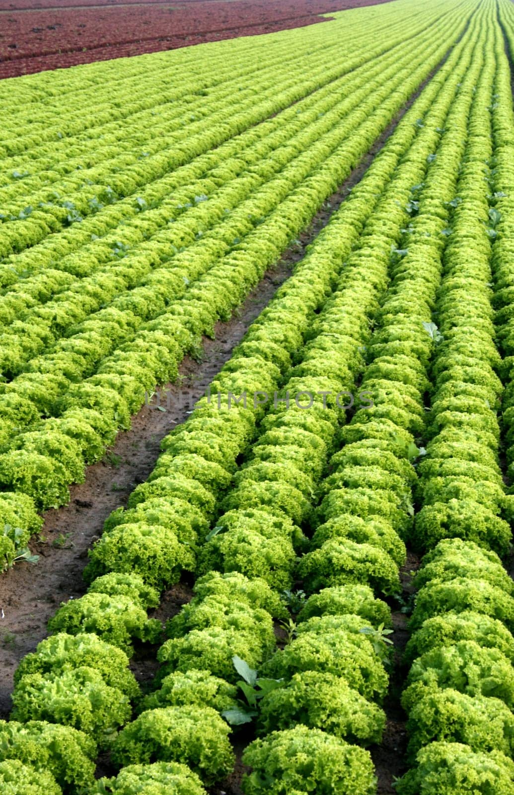 Salad (4)