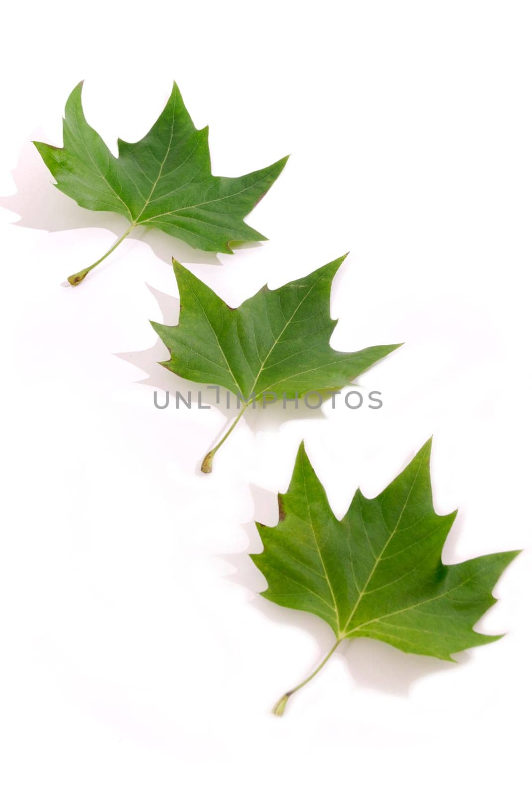 Maple Leaves,Autumn Leaves