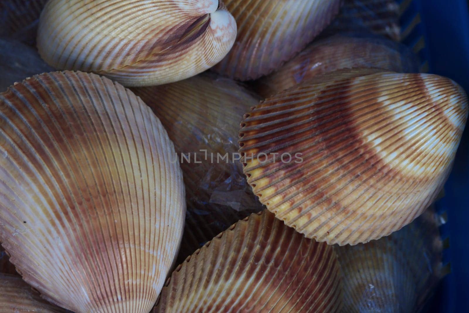 Mussels