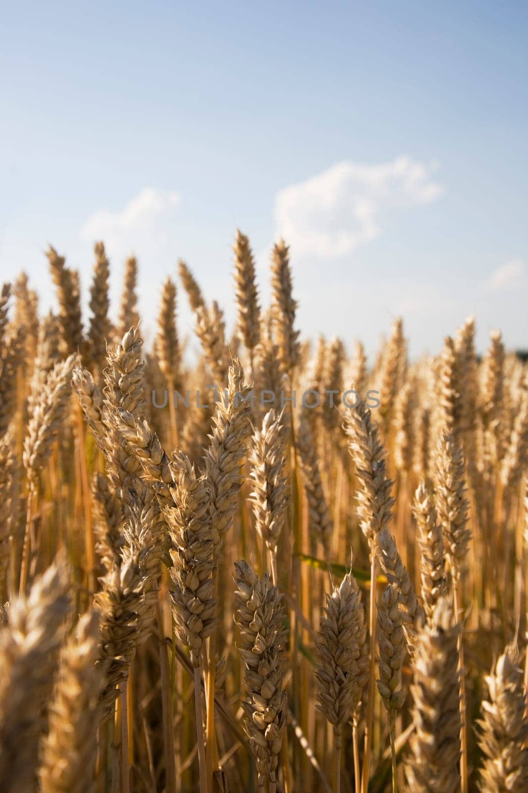 Ears of wheat