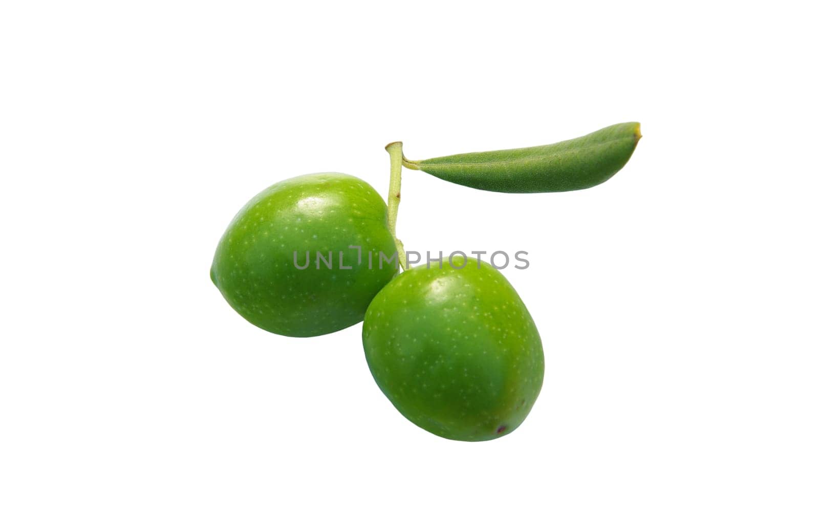 Olive 15
