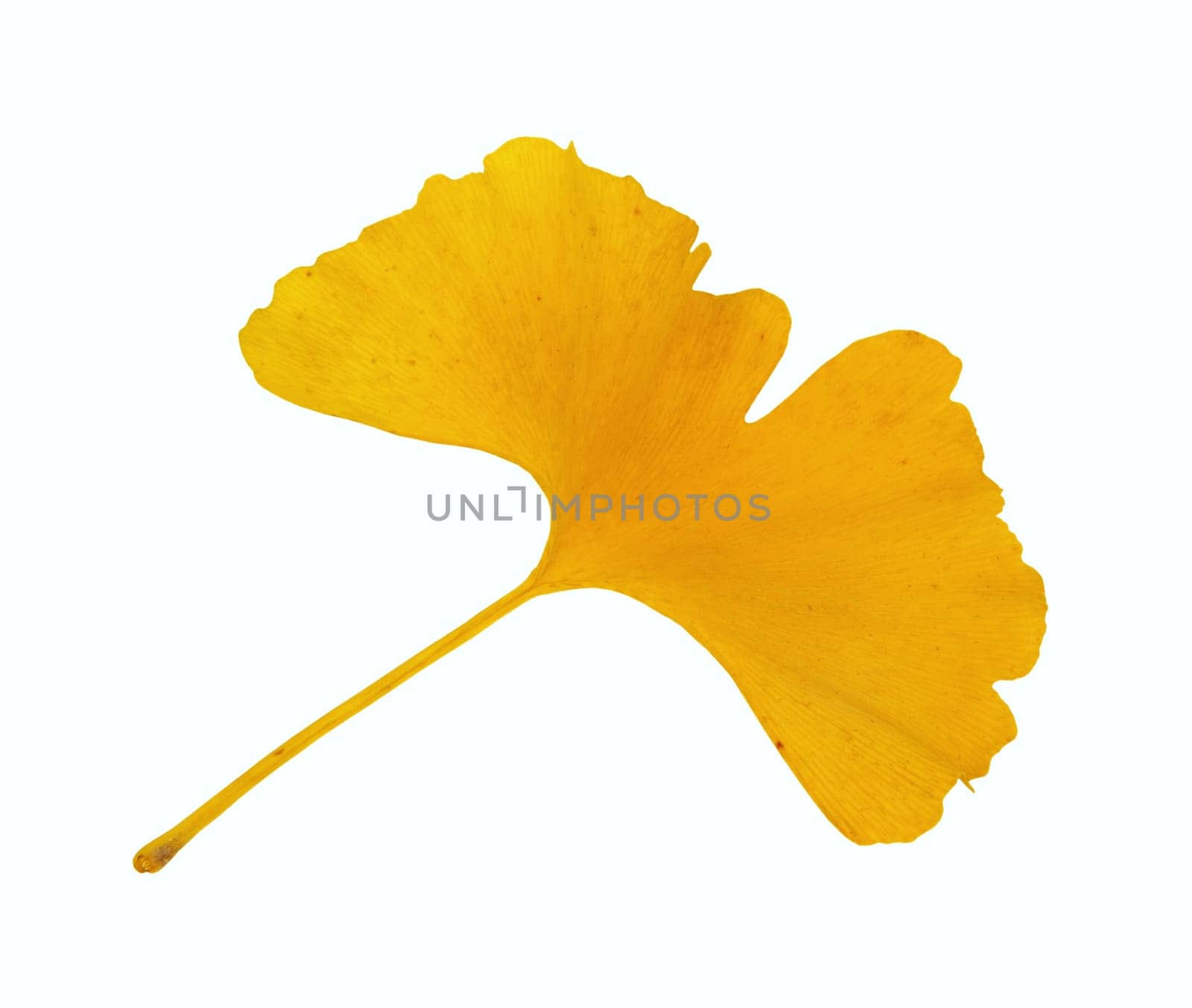 Ginkgo 19