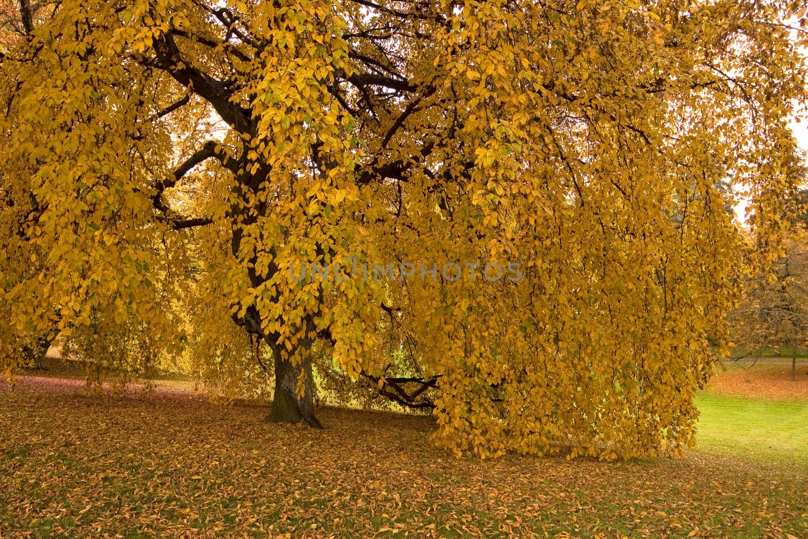 Golden October