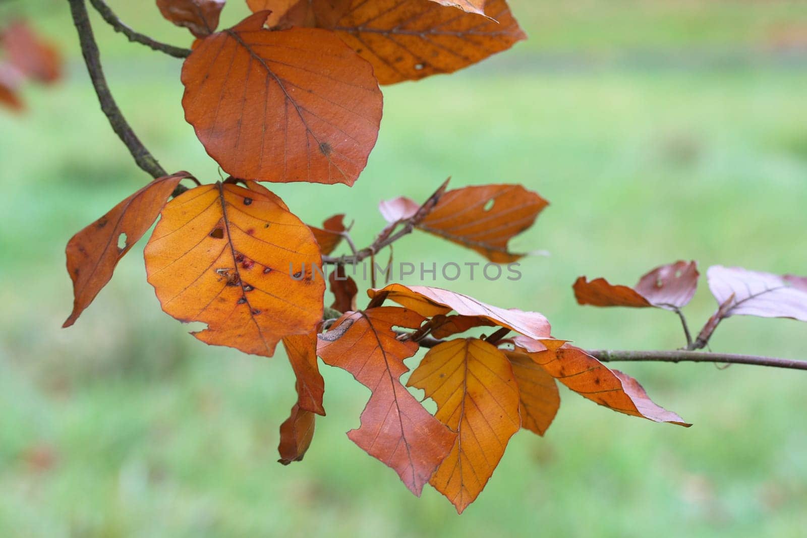 European Beech Branch