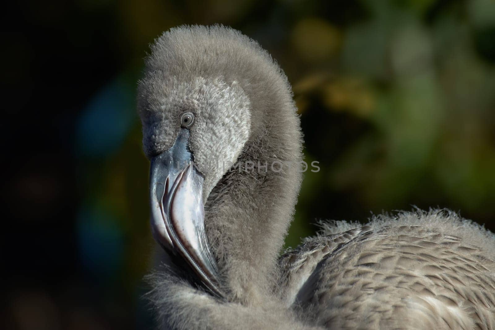 Portrait of young flamingo
