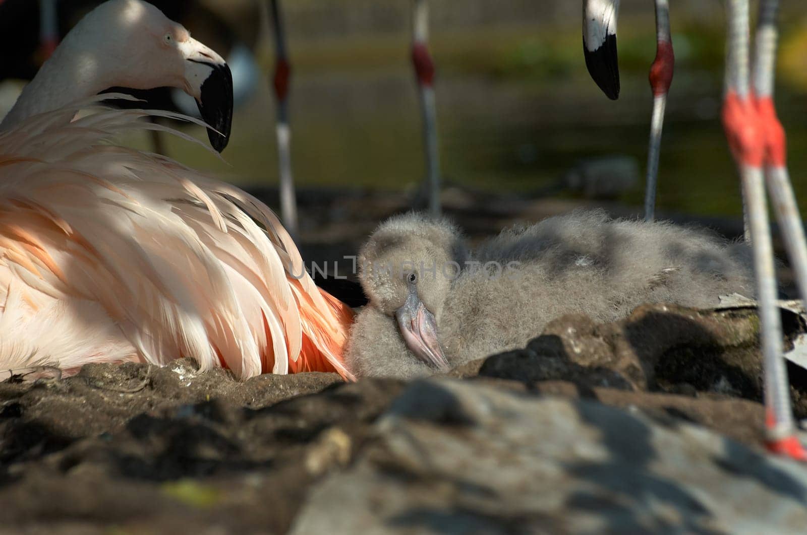 Young flamingo in nest