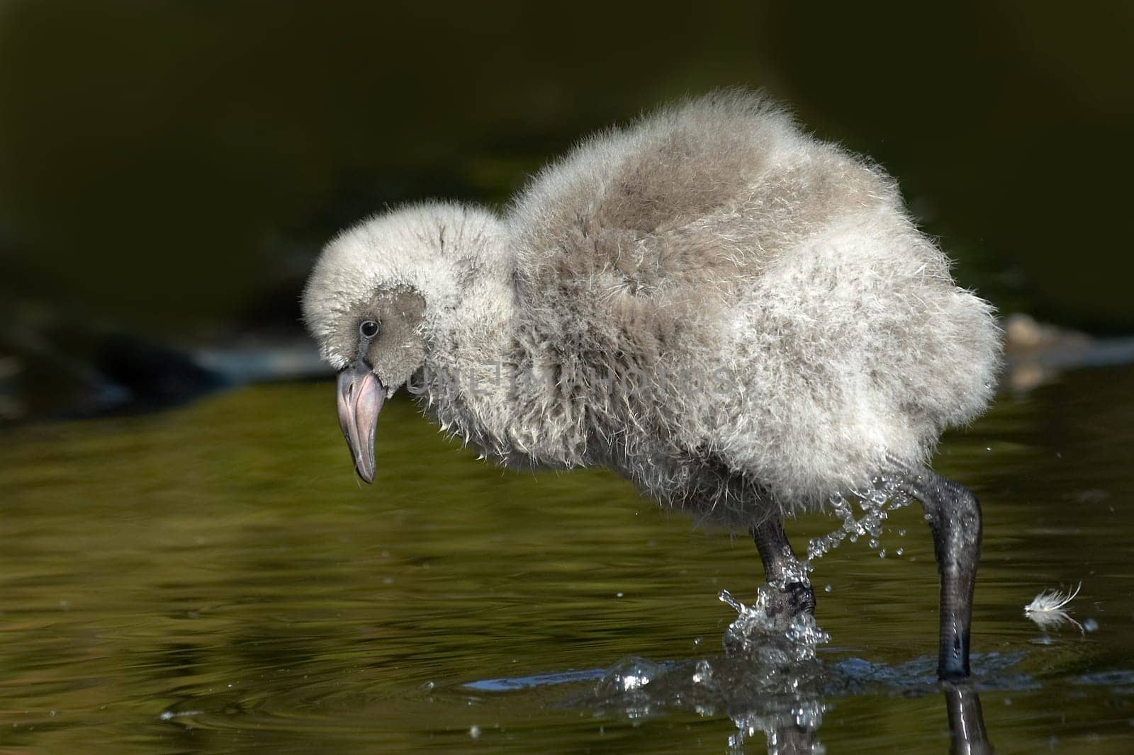 Young Flamingo (2)