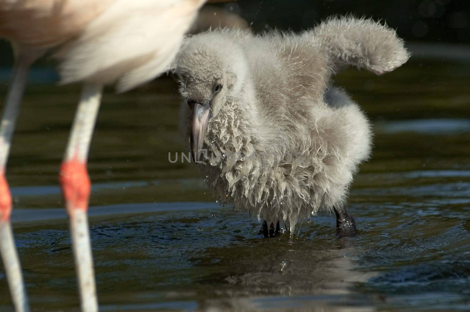 Young flamingo spreads its wings