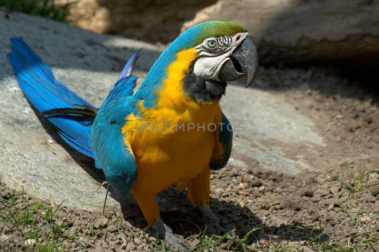 Yellow-breasted Macaw