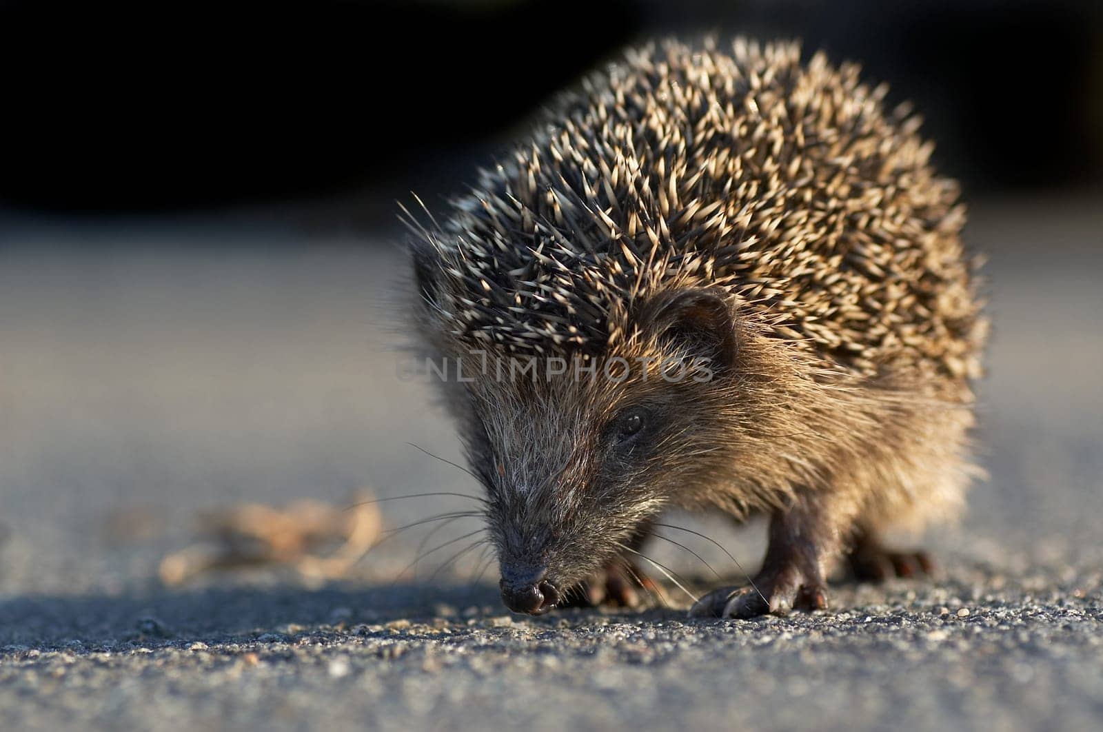 Young hedgehog on the street
