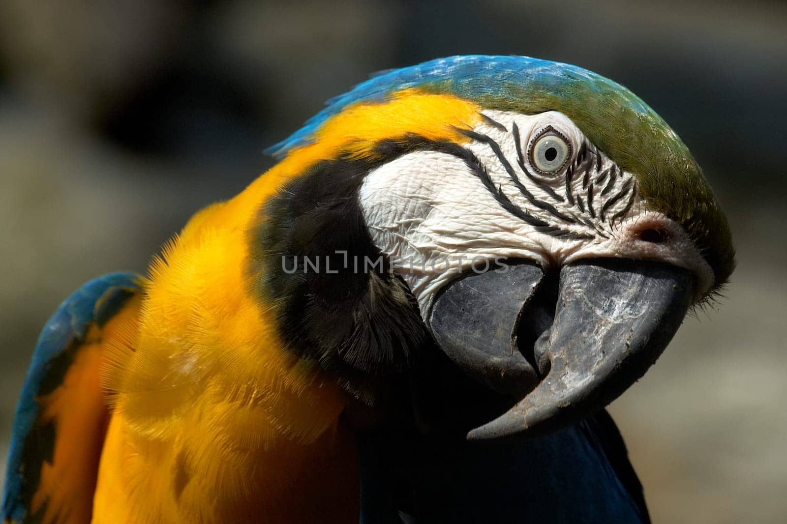 Yellow-breasted Macaw Portrait