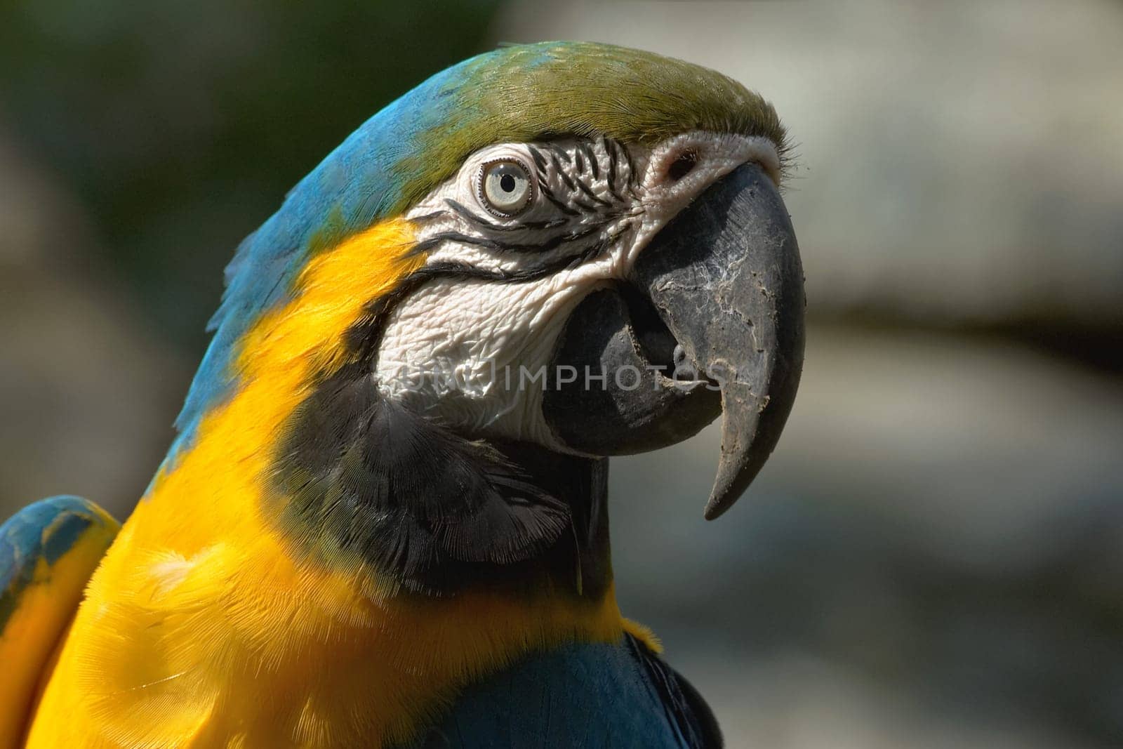 Portrait Yellow-breasted Macaw
