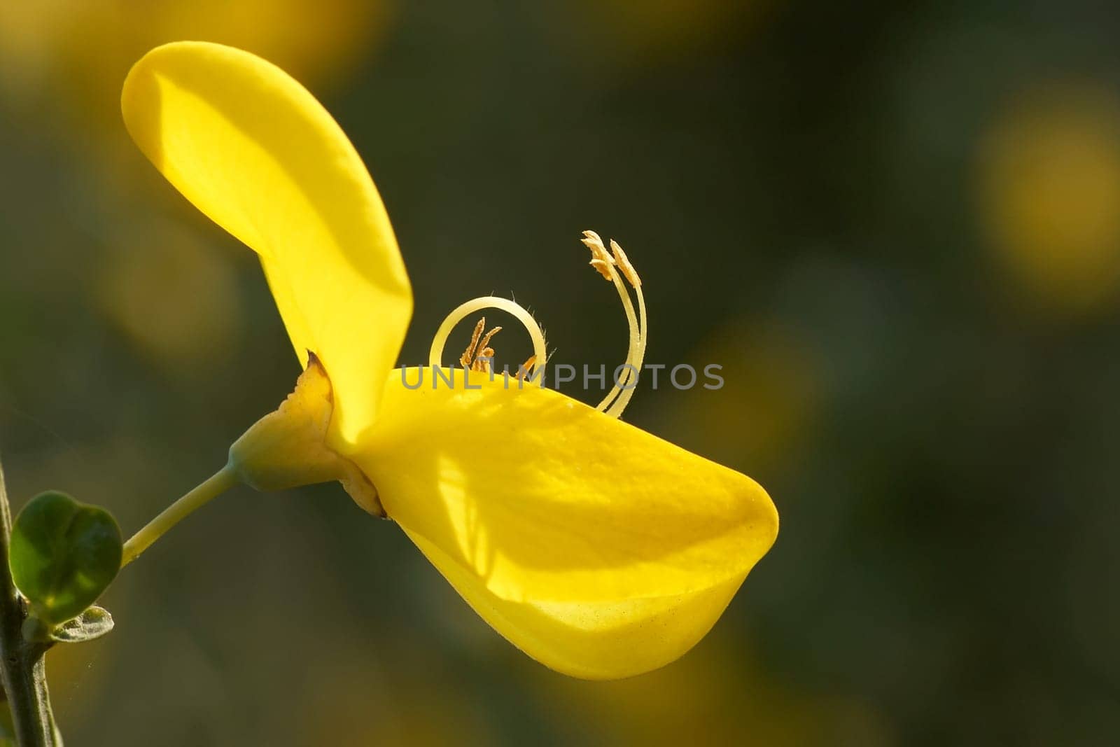 Broom Blossom (1)