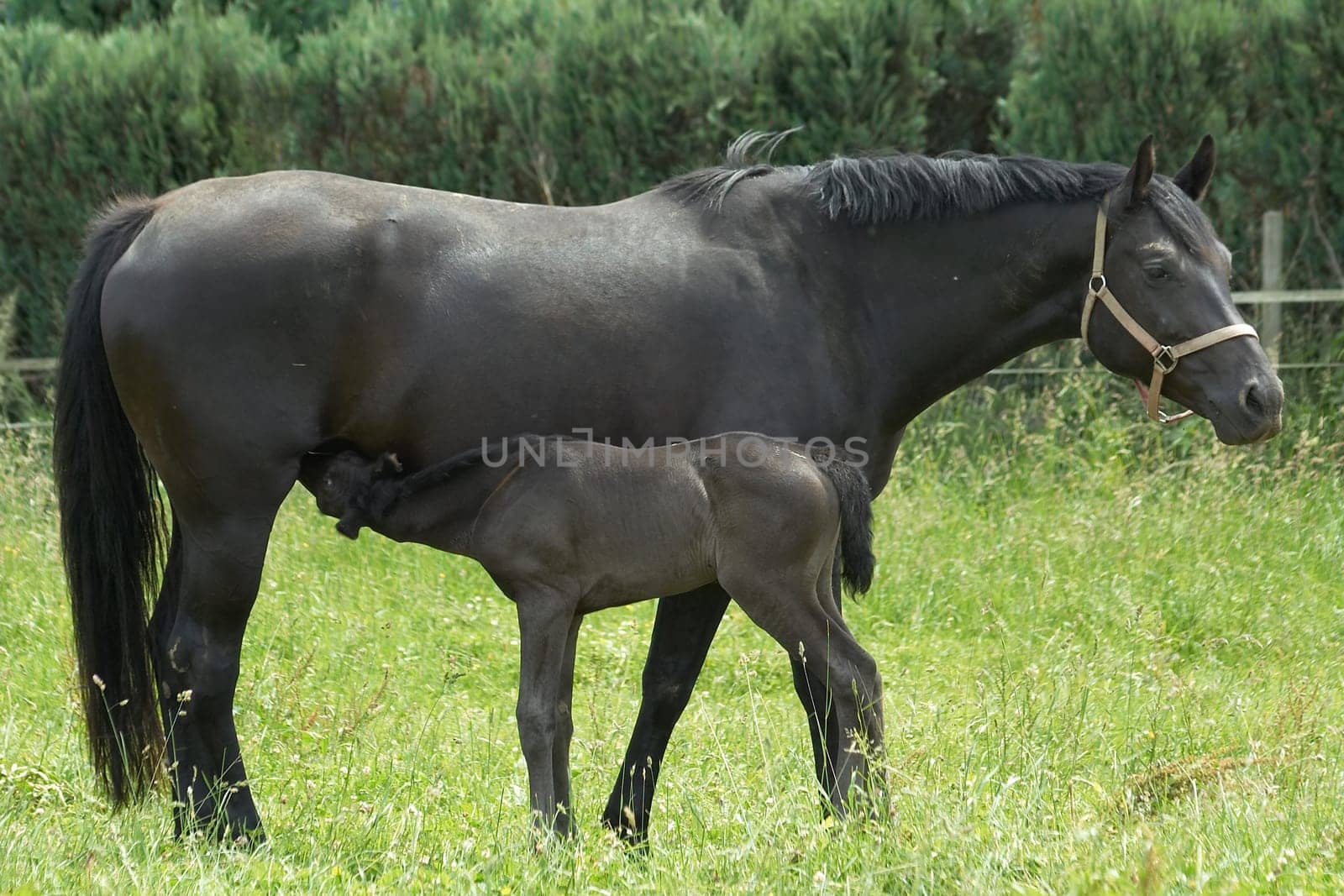 drinking foal