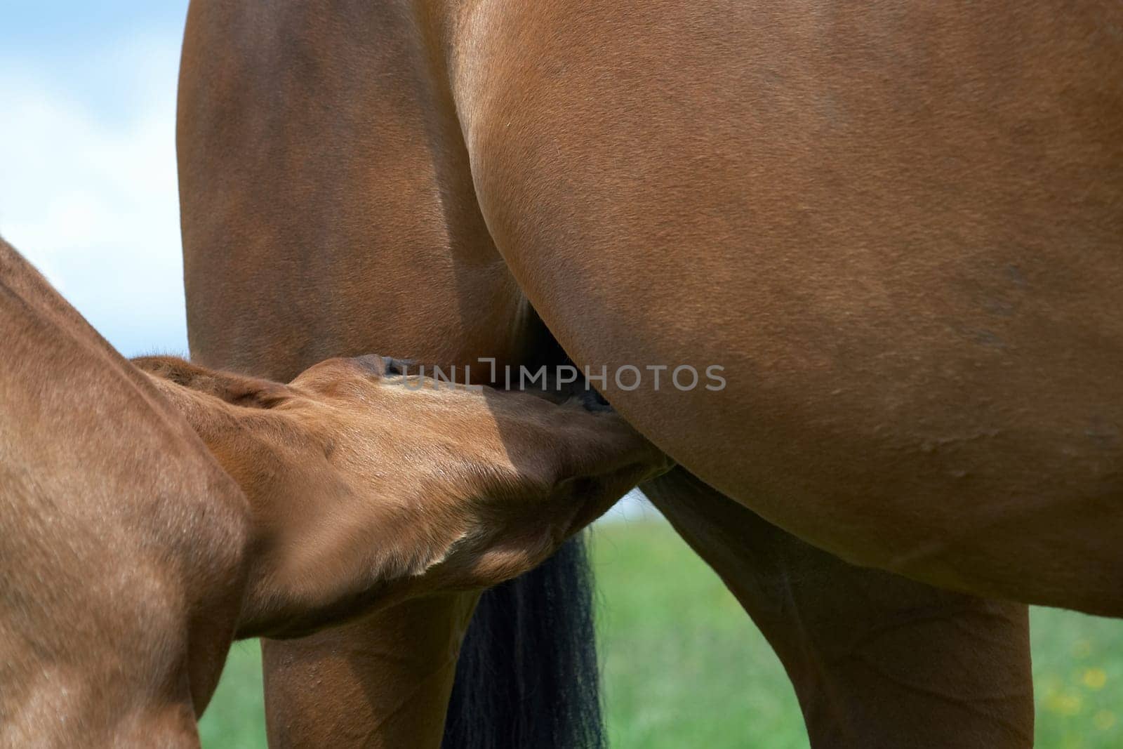 Drinking foal