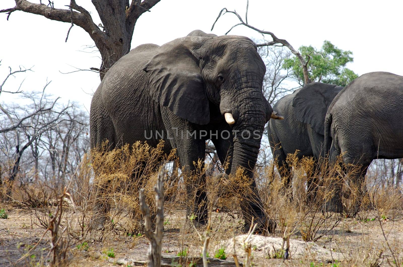 Herd of elephants