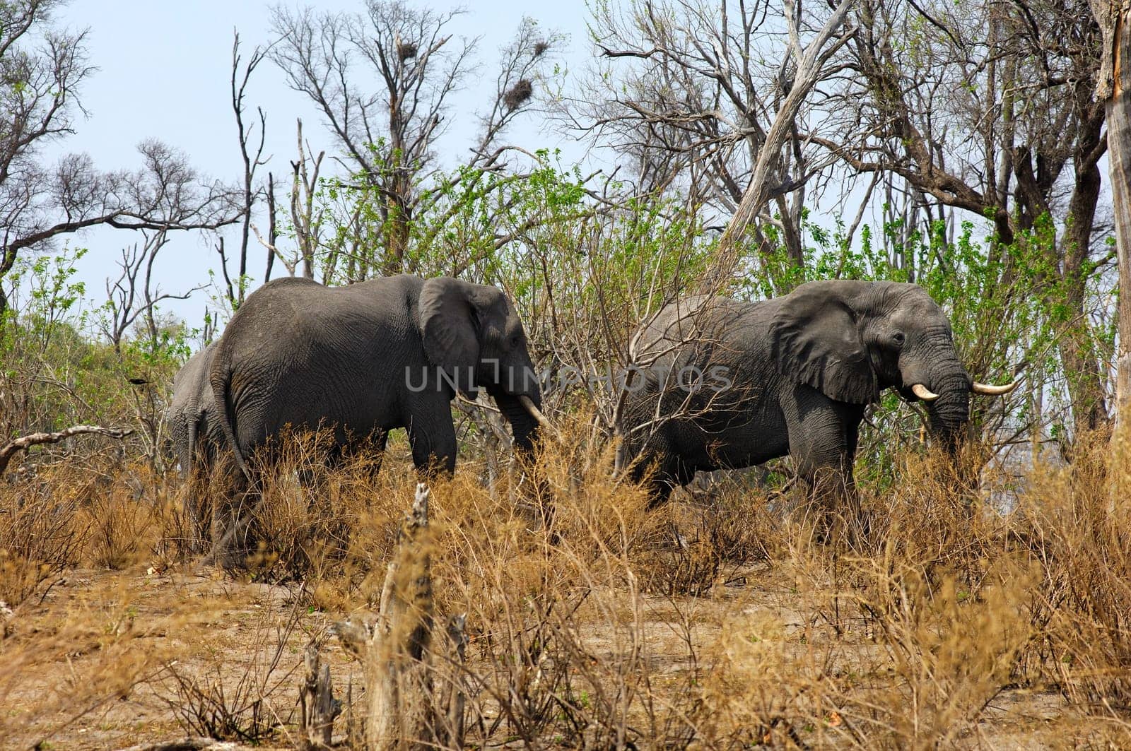 Elephants in the bushland