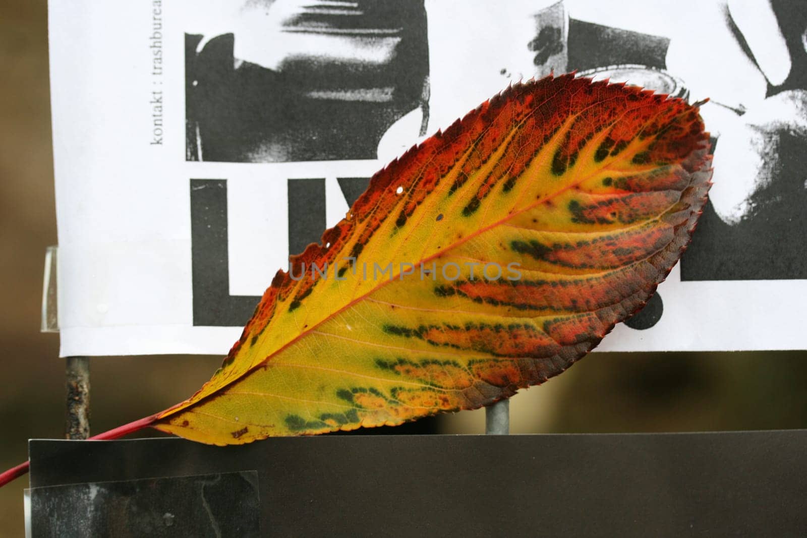 Autumn Leaf Abstract