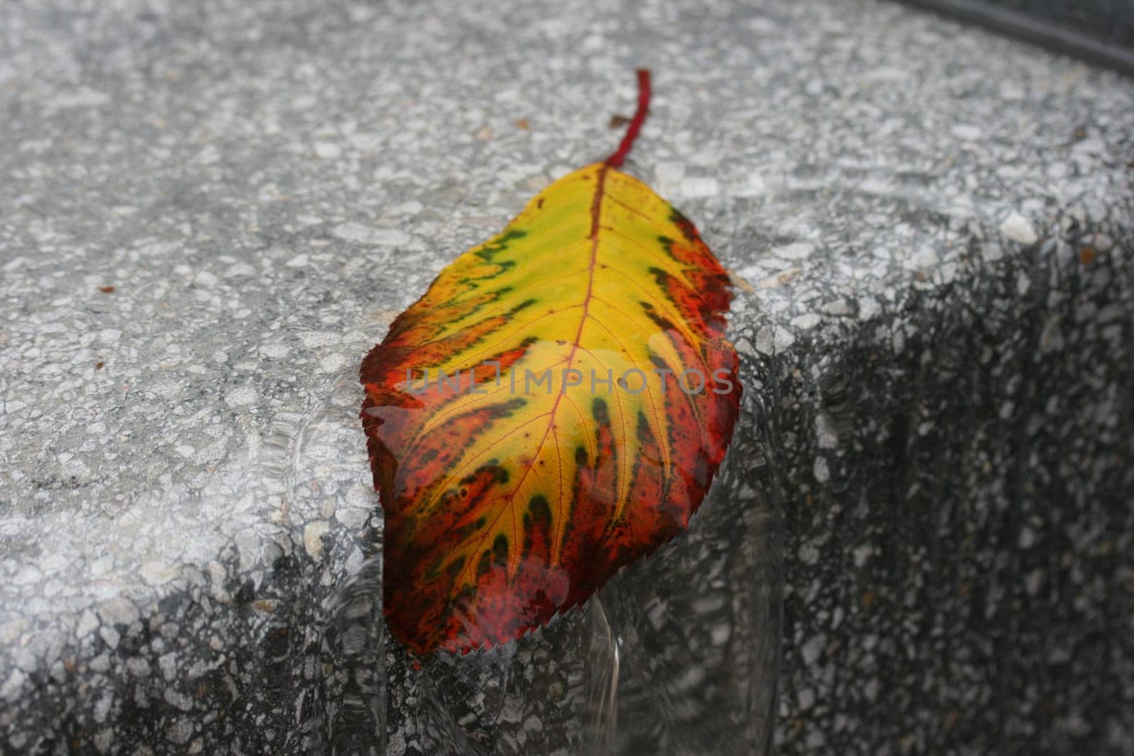 Autumn leaf on stone