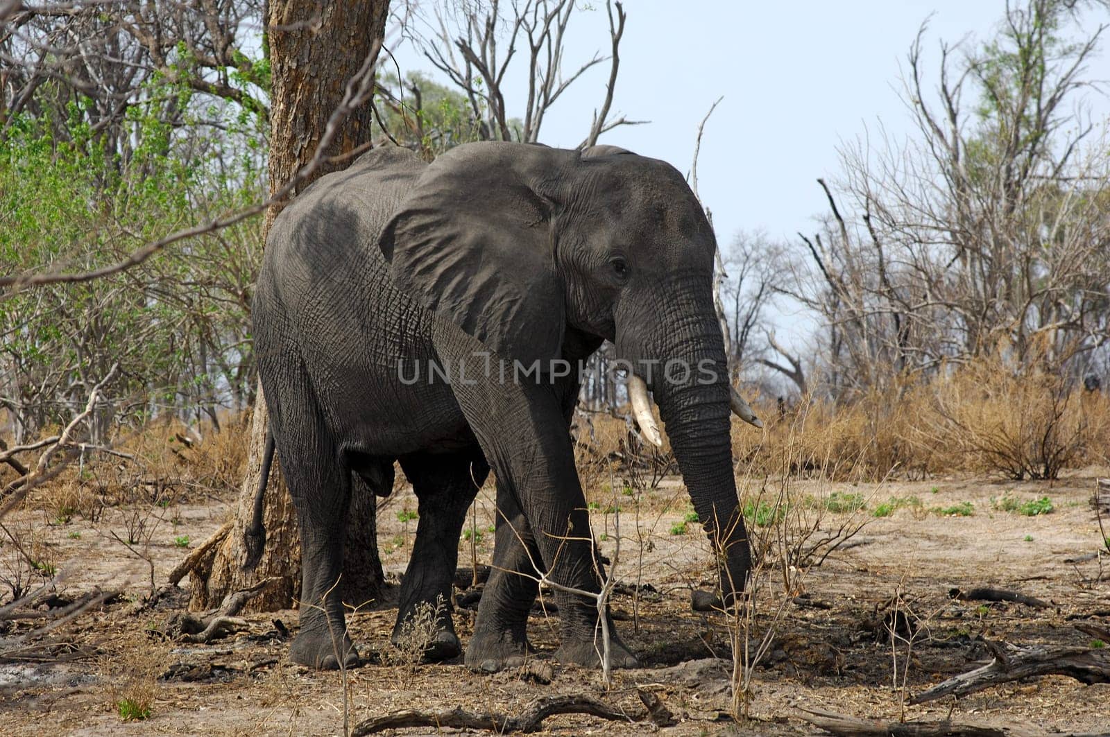 African elephant