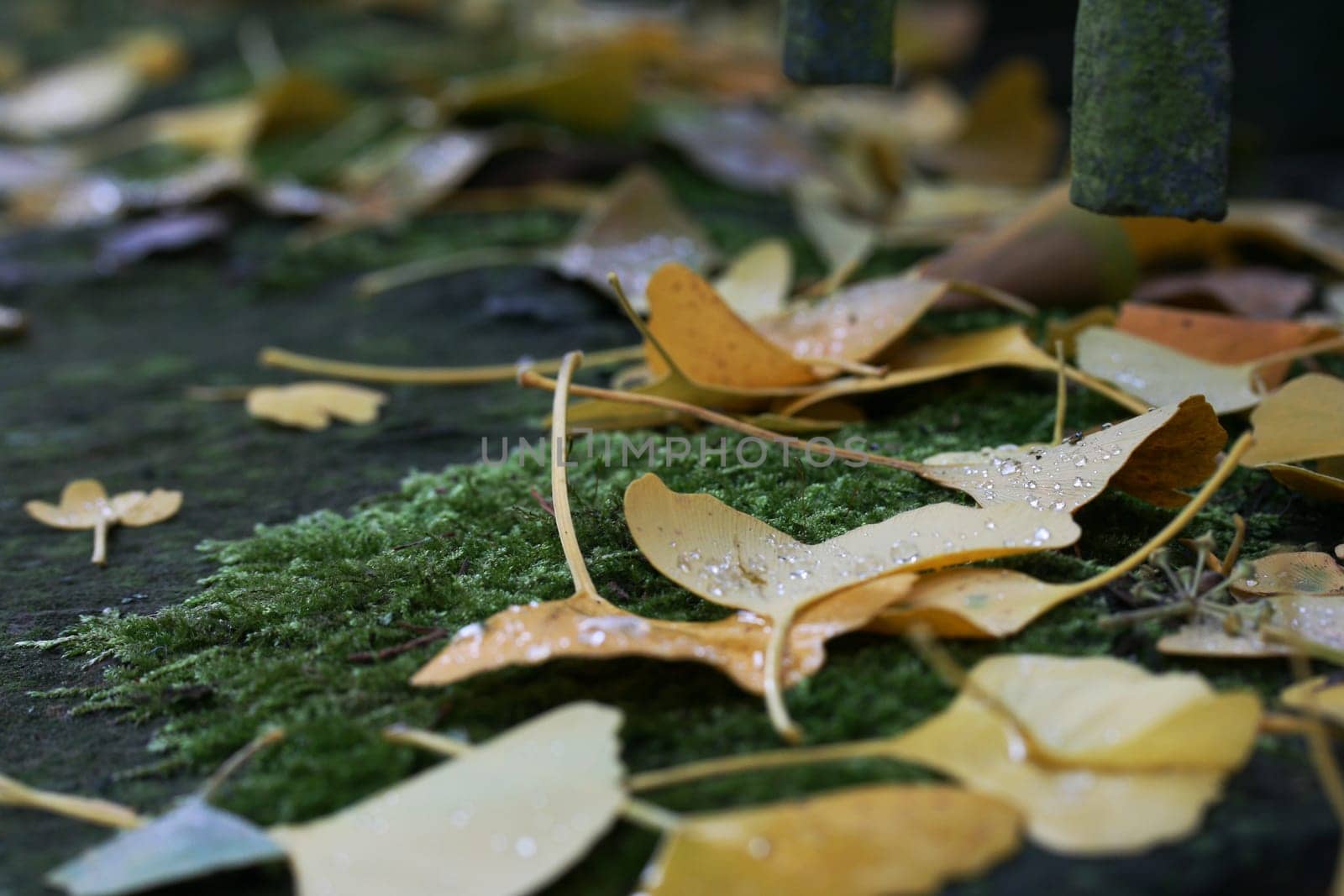 Gingko Leaves