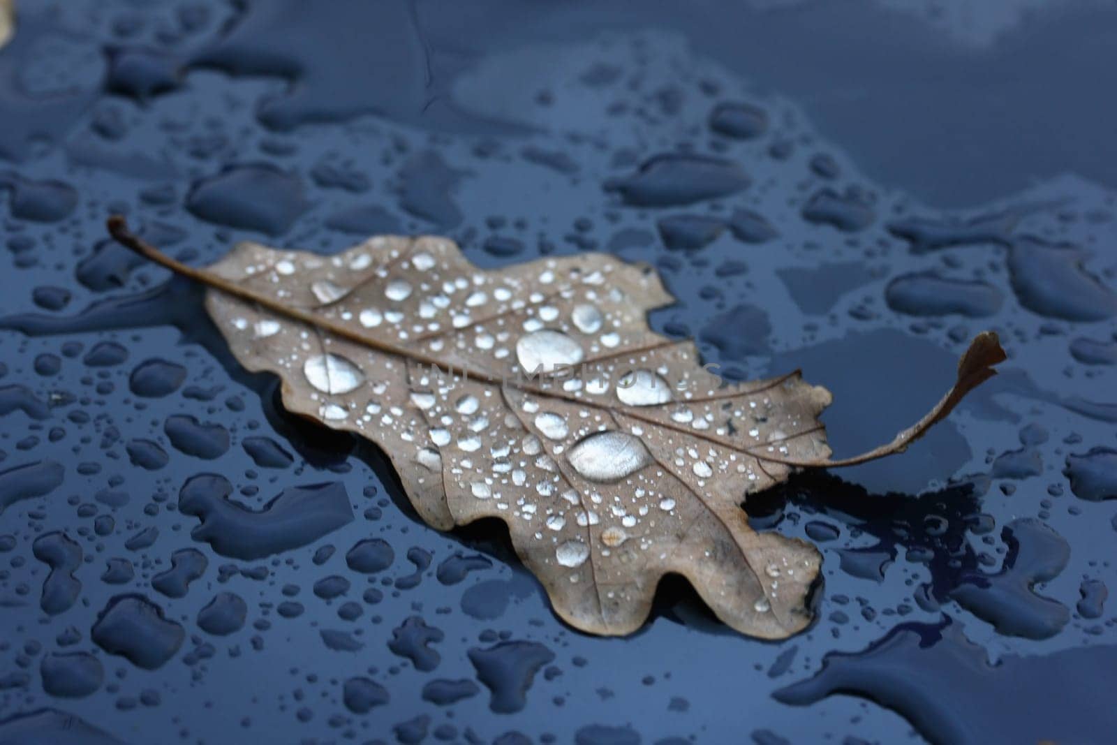 Withered leaf in the rain