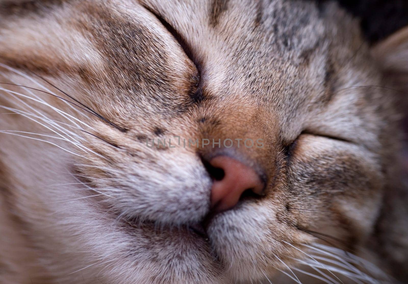 Sleepyhead