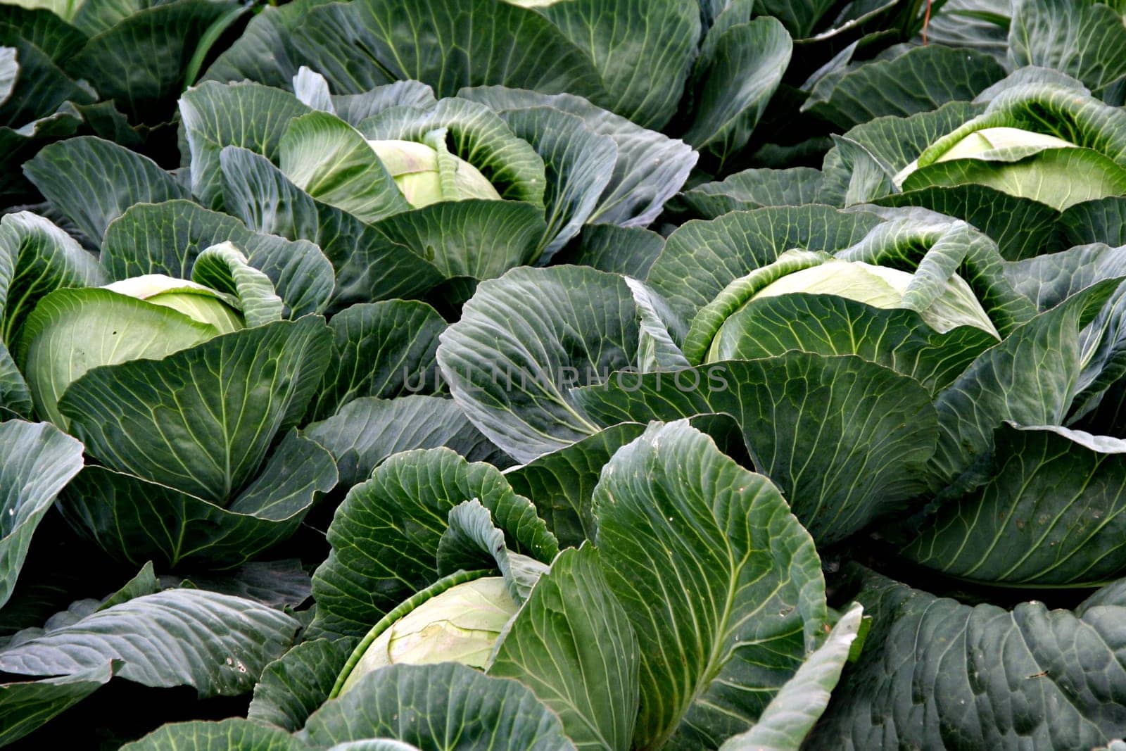 White cabbage cultivation