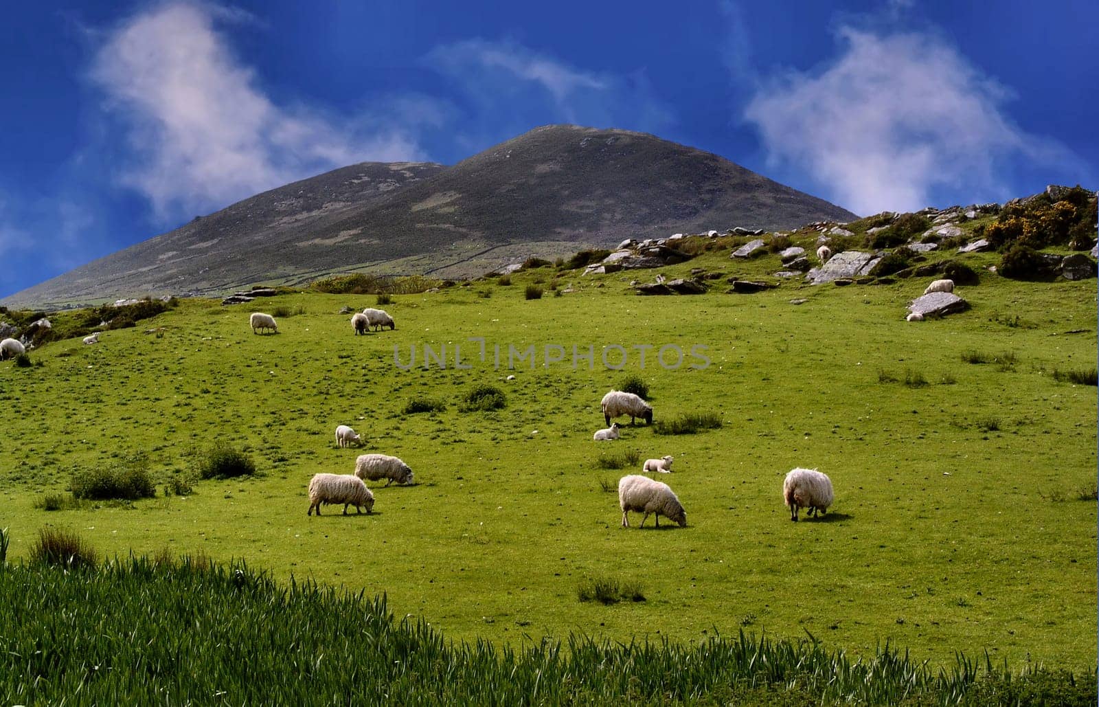 Dingle Bay