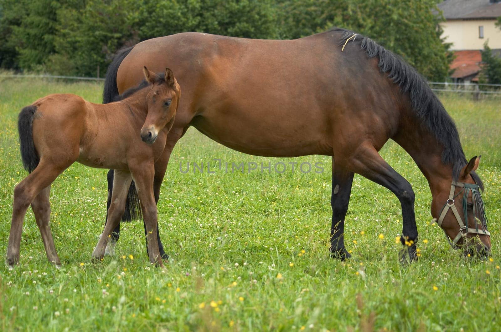Foal and mare in the pasture (2)