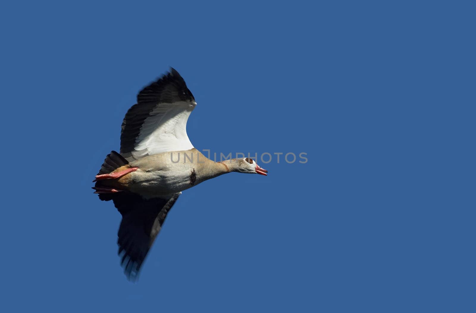 Nile goose in flight