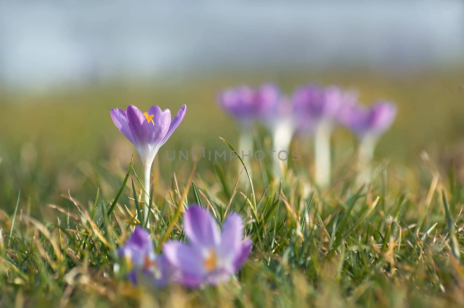 tender crocuses