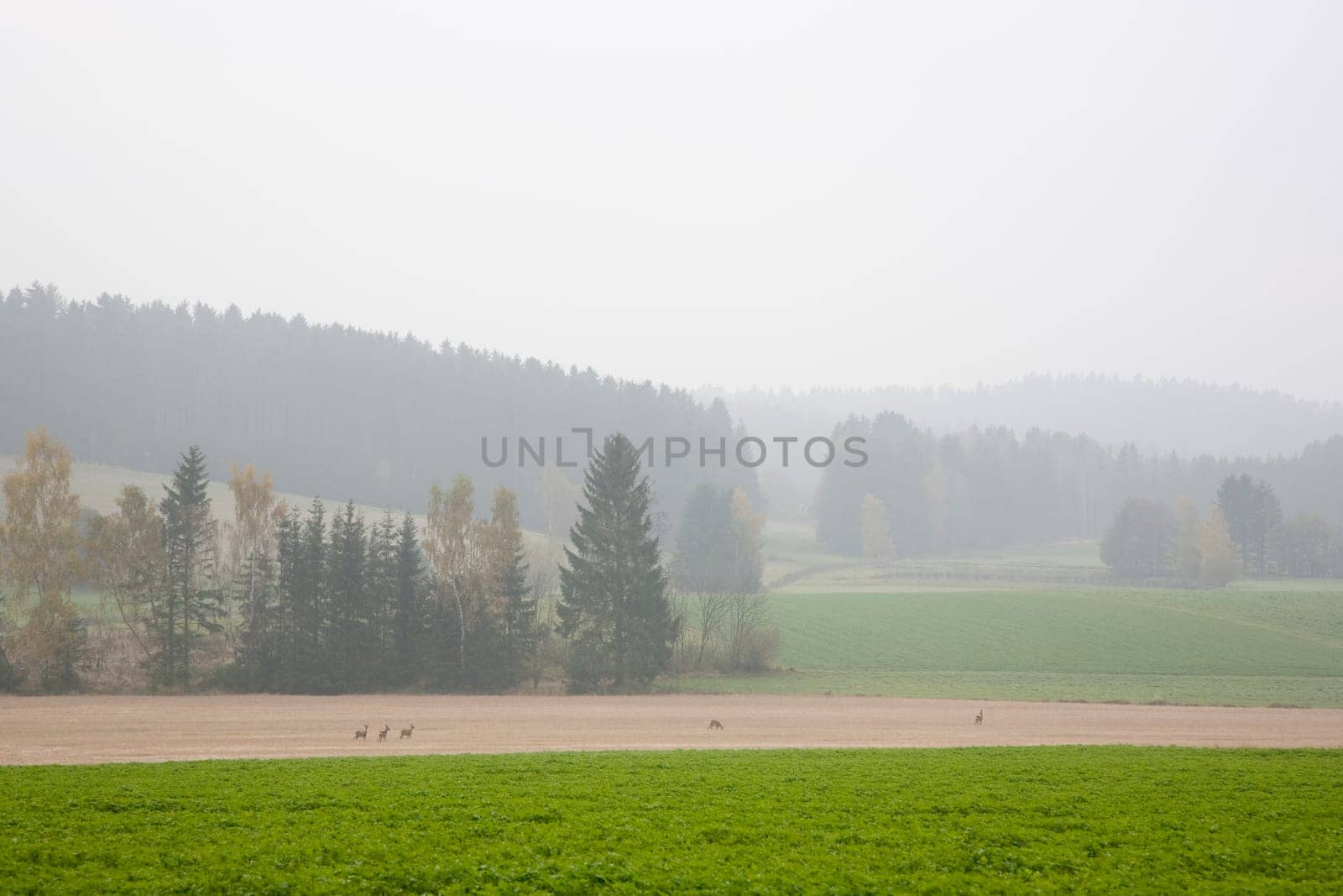 Deer in the morning mist