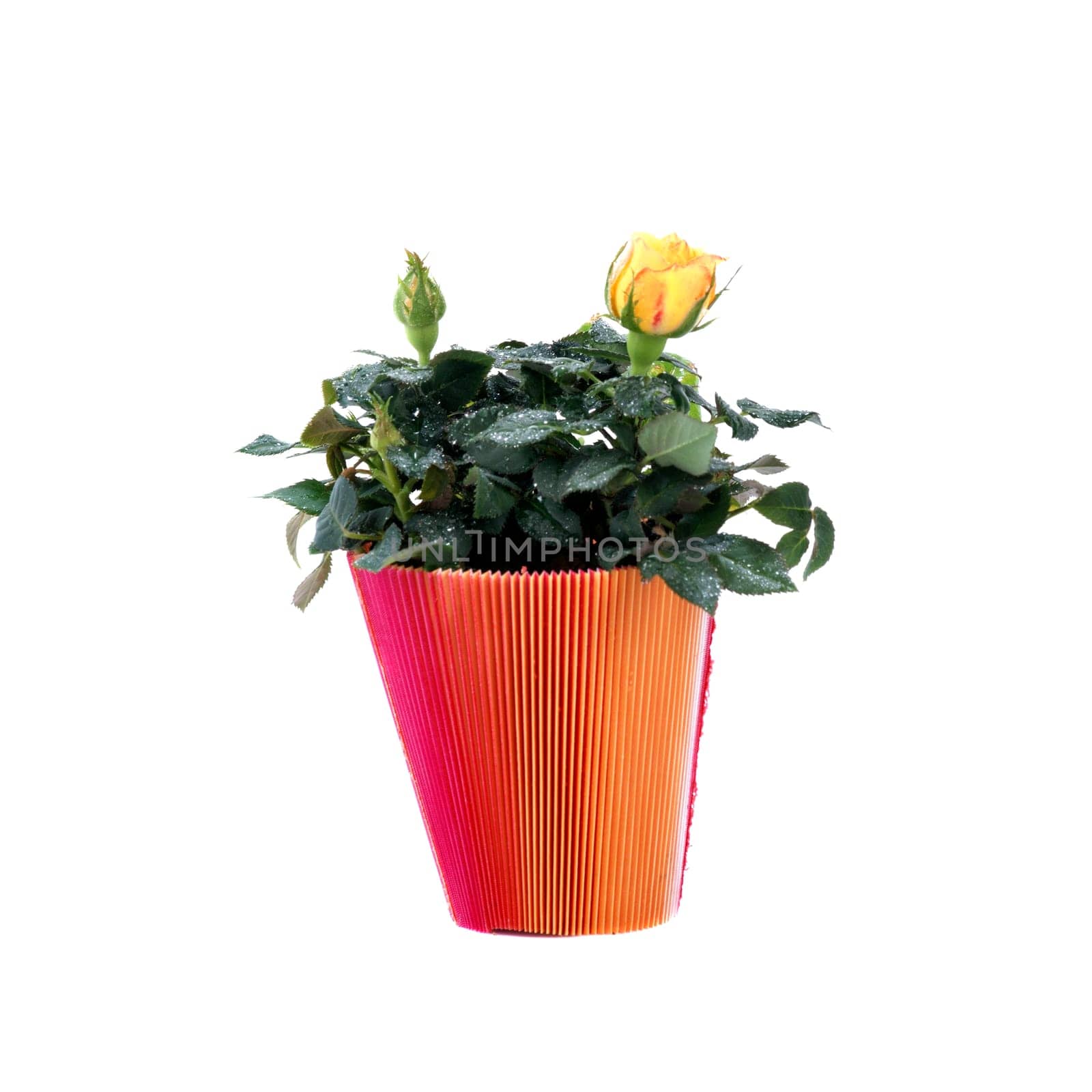 Little Rose