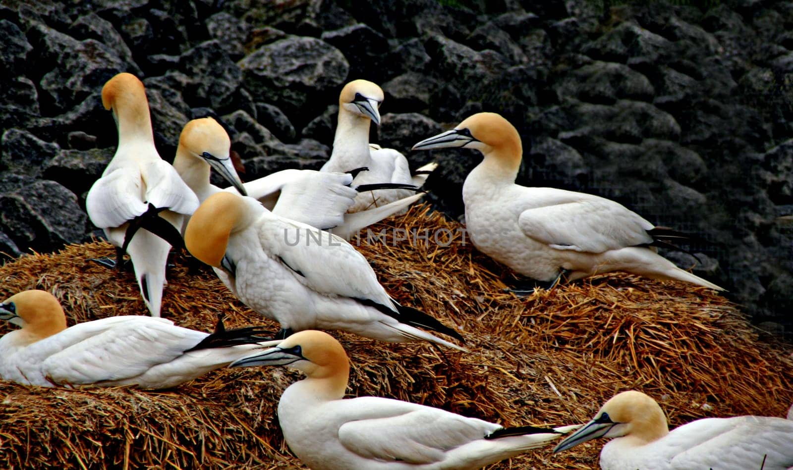 Northern Gannet Colony