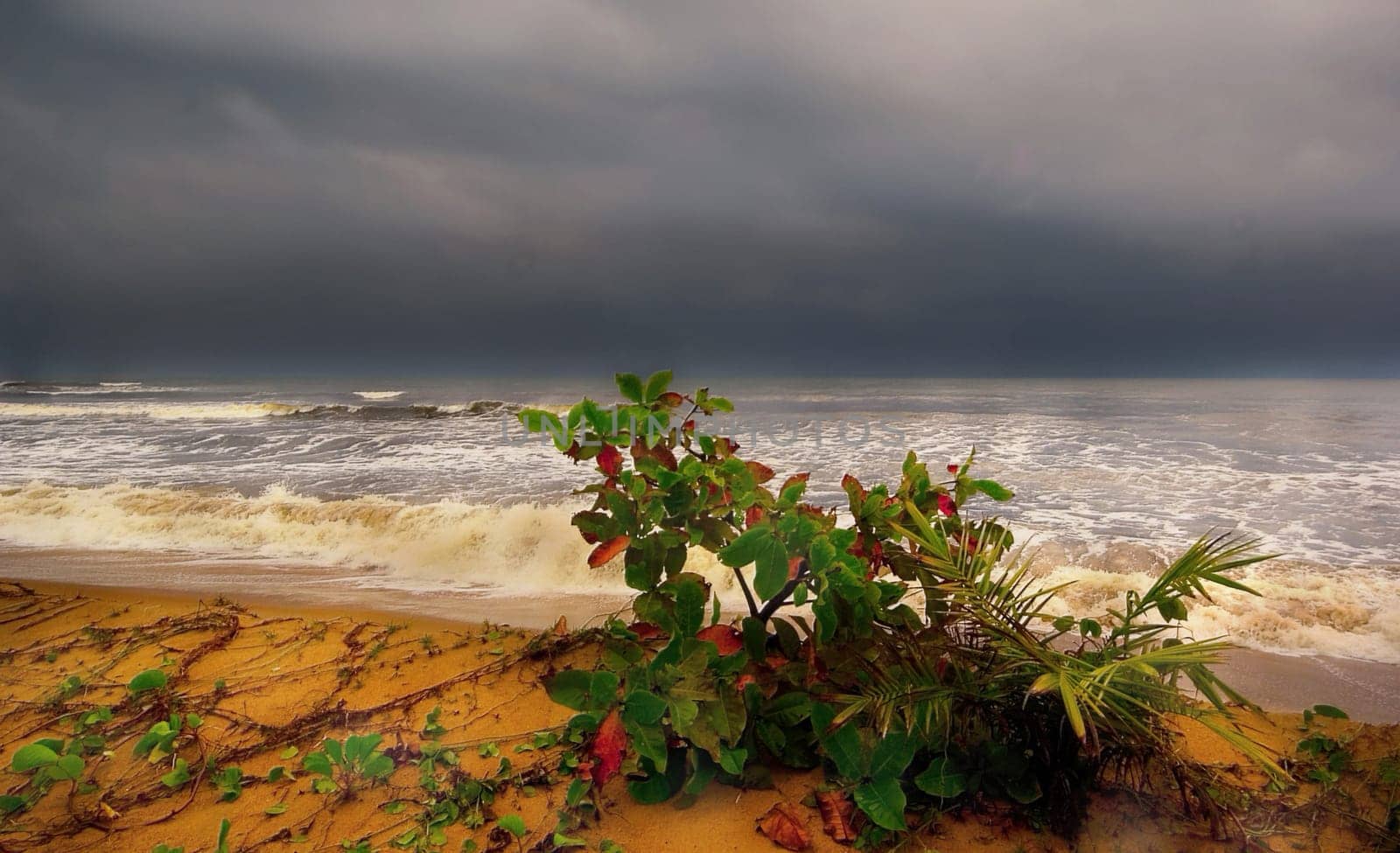 ... the elements of earth against water,the plant at the waterline,the struggle of the earth against water. The aerial roots fight against the salt water... the plants hold their own and grow... a miracle of life,of nature!